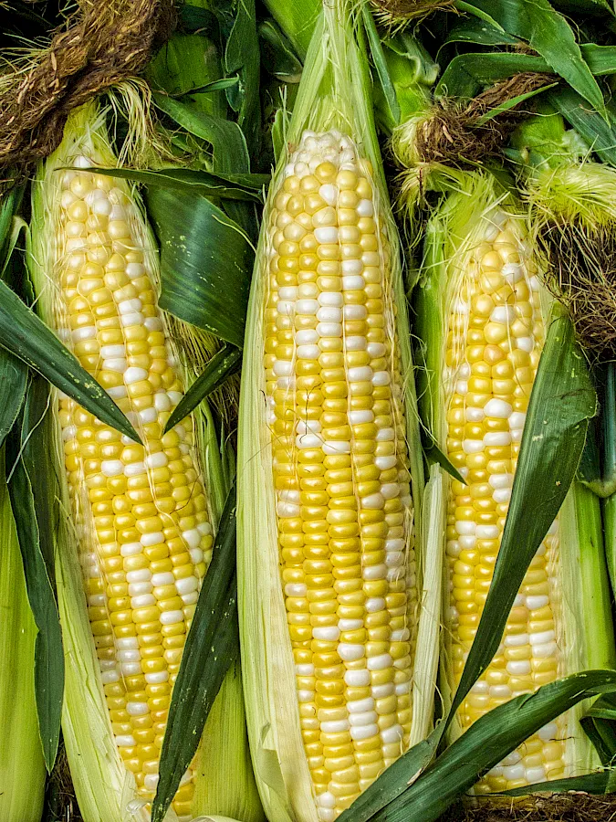 adobestock_239050894