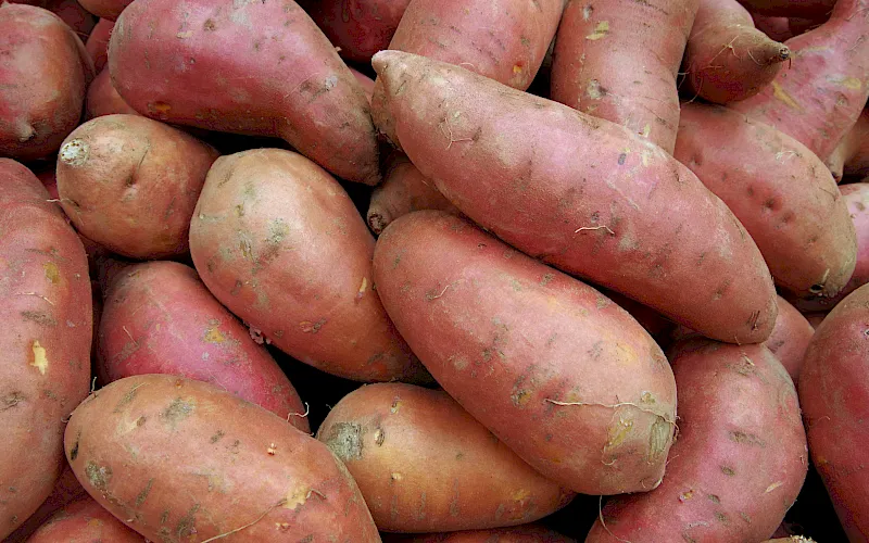 Food Supply Chain
