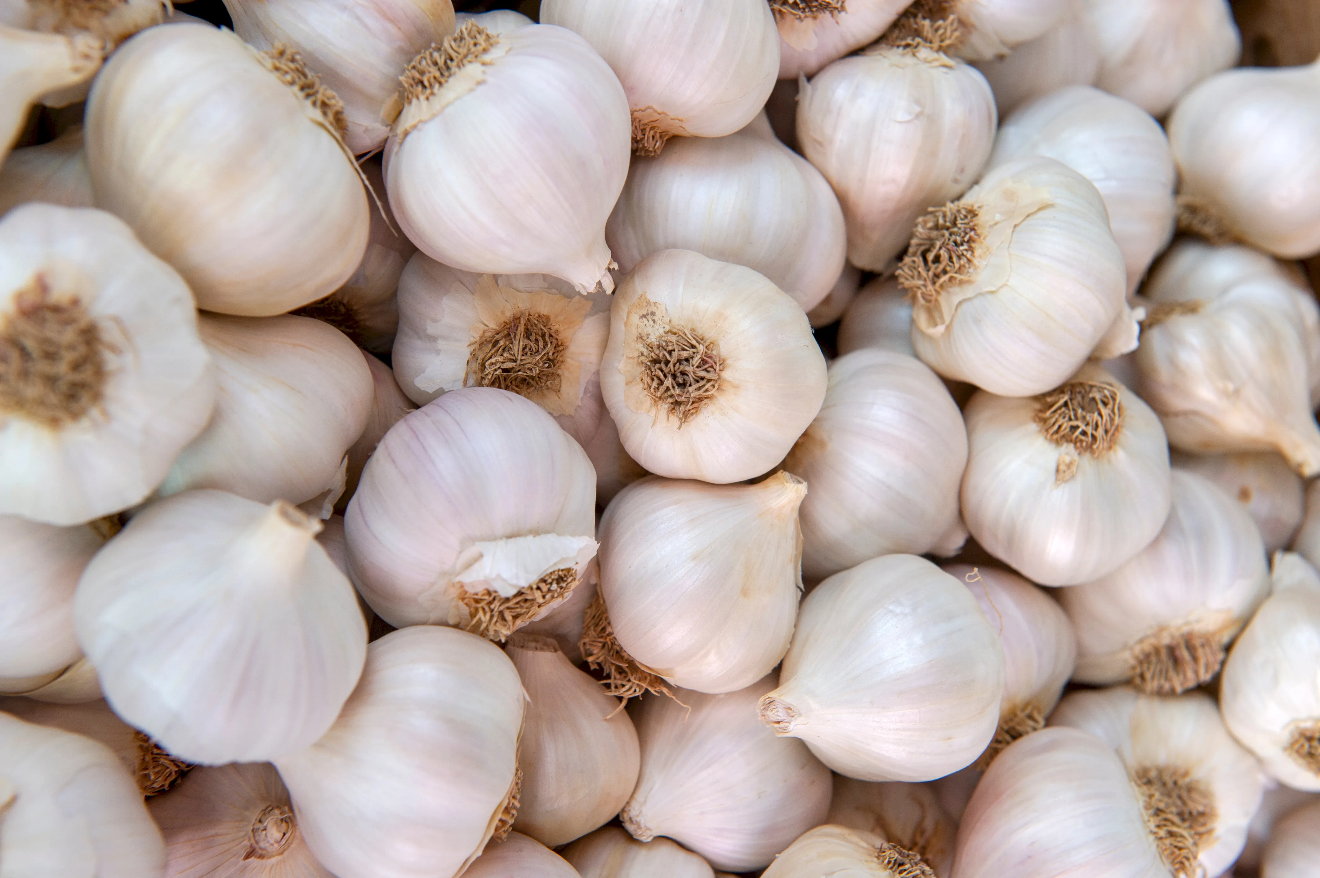 adobestock_257545862